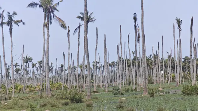 చనిపోతున్న కొబ్బరిచెట్లు