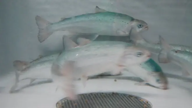 Ways to tackle loused salmon have had to evolve