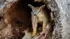 numbat