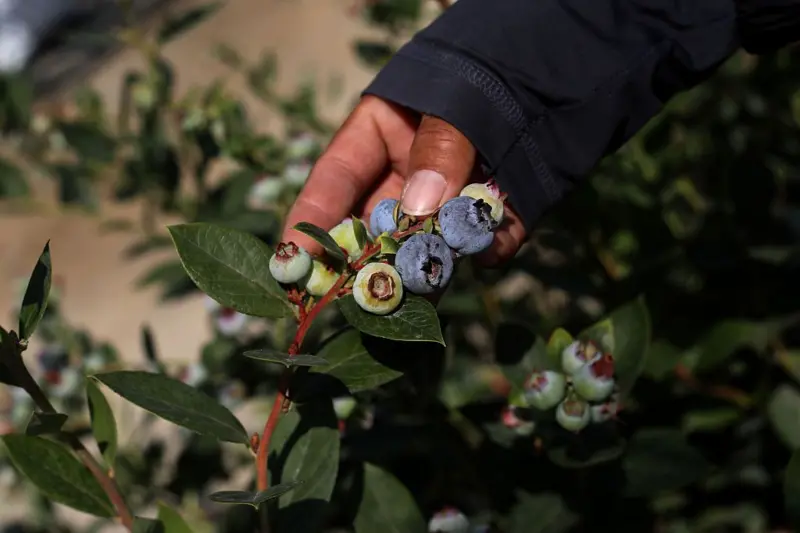 Perú transforma su desierto costero en un polo agrícola global en medio de crecientes tensiones por el agua