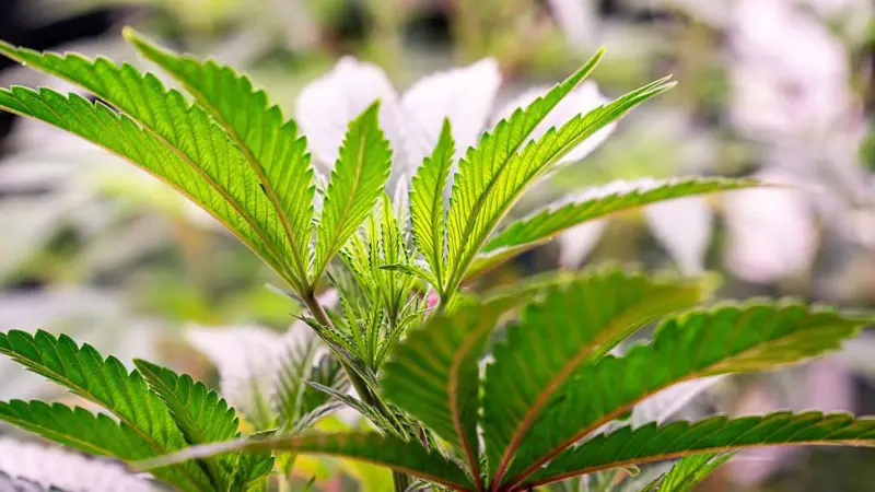 Trabajador de servicios públicos encuentra una granja de cannabis de 700.000 libras