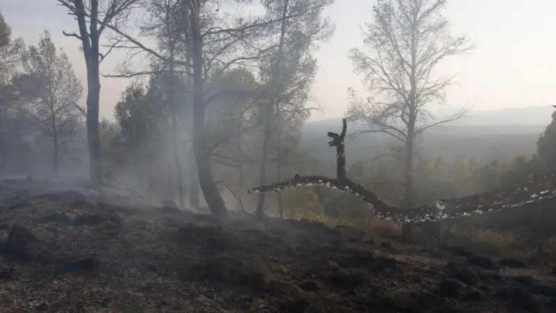 Incendies de forêt en Algérie en 2023