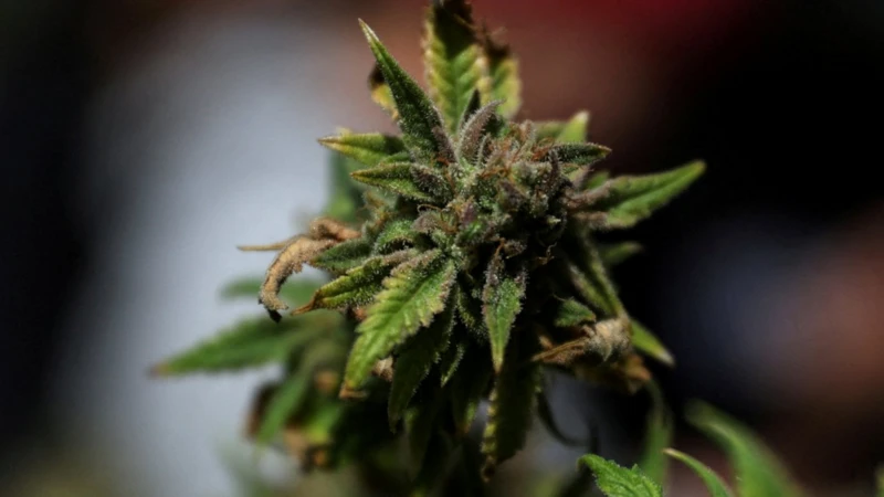 Jersey podría relajar las leyes sobre el cannabis en nuevas propuestas