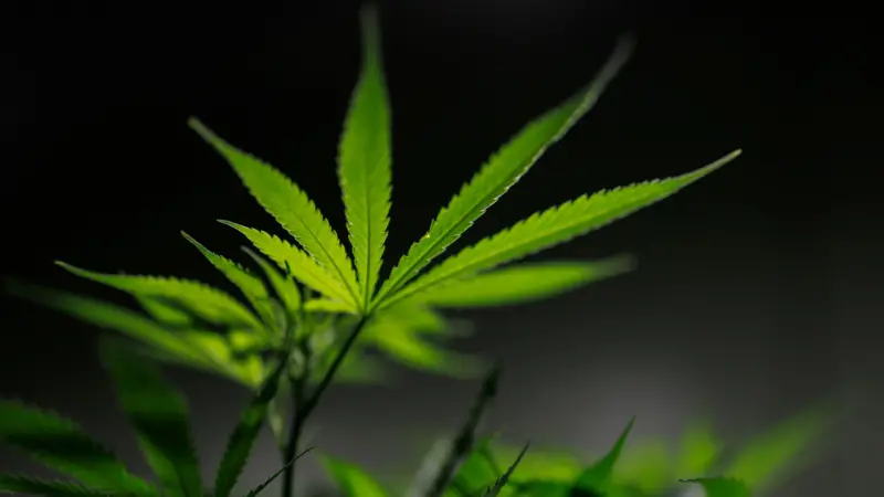 Una empresa de cannabis medicinal creará 100 puestos de trabajo en su expansión escocesa