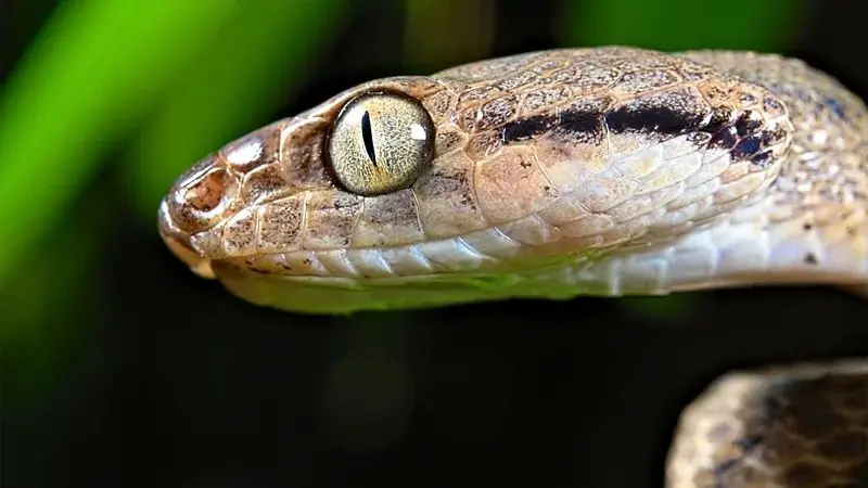 El nido atacado por una serpiente 359c4fc0-988a-11ef-8538-e1655f5a8342.jpg