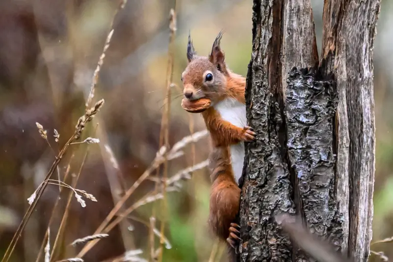 Cómo los «científicos ciudadanos» ayudaron a las ardillas rojas a regresar a Aberdeen