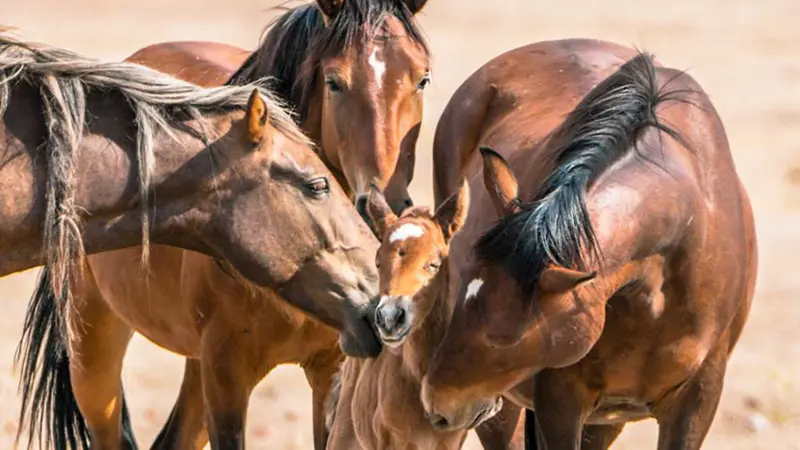 _102980456_caballos1.jpg.webp