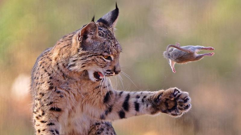 En imágenes: un lince juguetón y otras espectaculares fotos de la vida silvestre