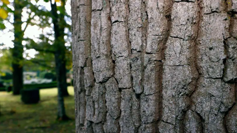 Bosques de robles ingleses responden al cambio climático con mayor producción de madera
