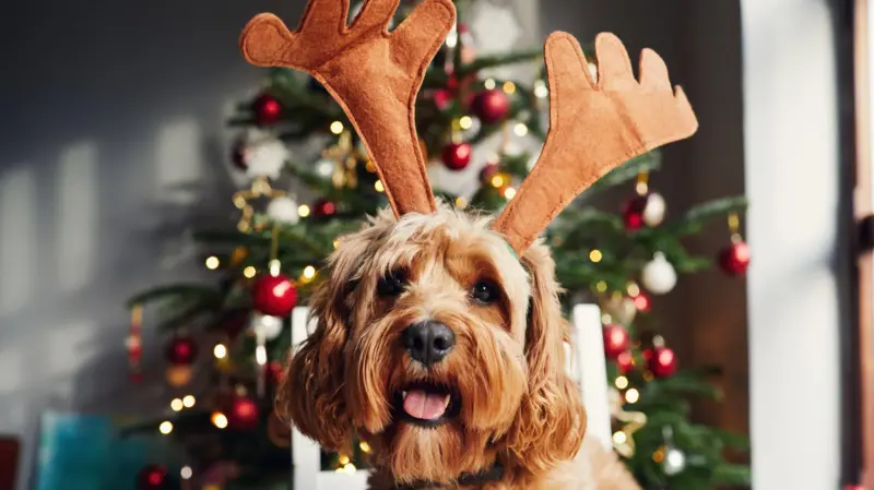 Cómo mantener a las mascotas felices y saludables en Navidad