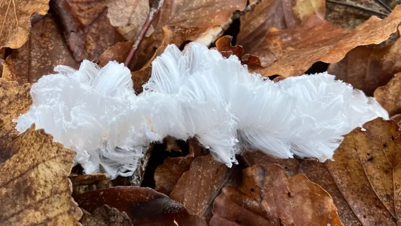 Brotes de hielo inusuales y esponjosos en los bosques del Lago Ness