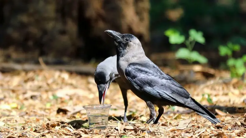 বাংলাদেশে তীব্র গরম - সর্বোচ্চ তাপমাত্রা কবে, কোথায়, কত ছিল?