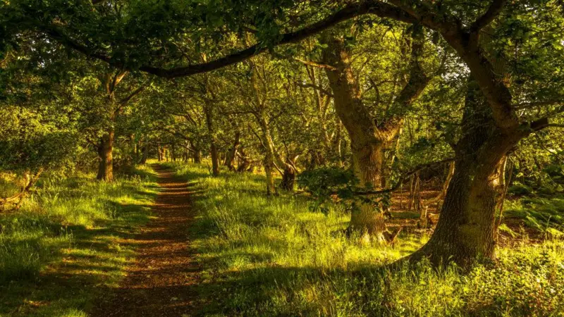 Bosques de robles ingleses responden al cambio climático con mayor producción de madera