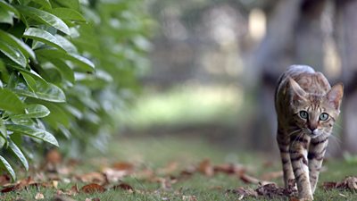 Feeding your kitten - CBBC - BBC