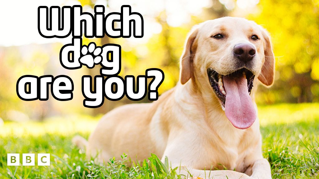 Quiz Which dog are you? CBBC