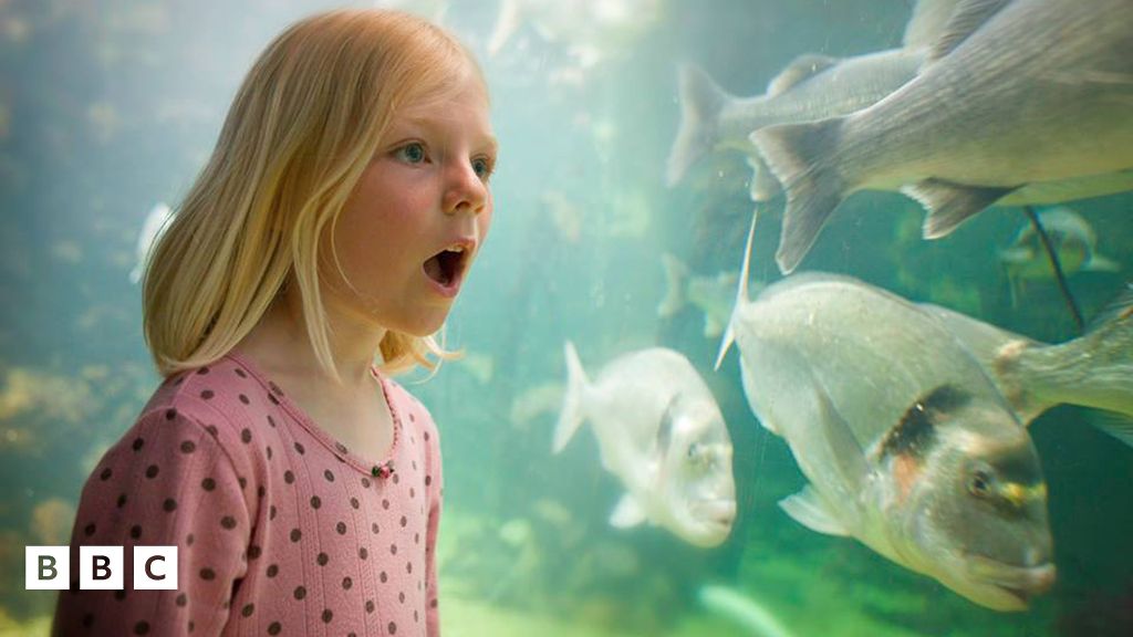 Anglesey Sea Zoo - CBBC