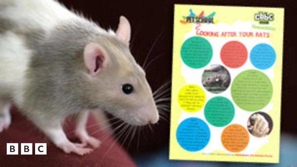 How To - Look After Rats - CBBC