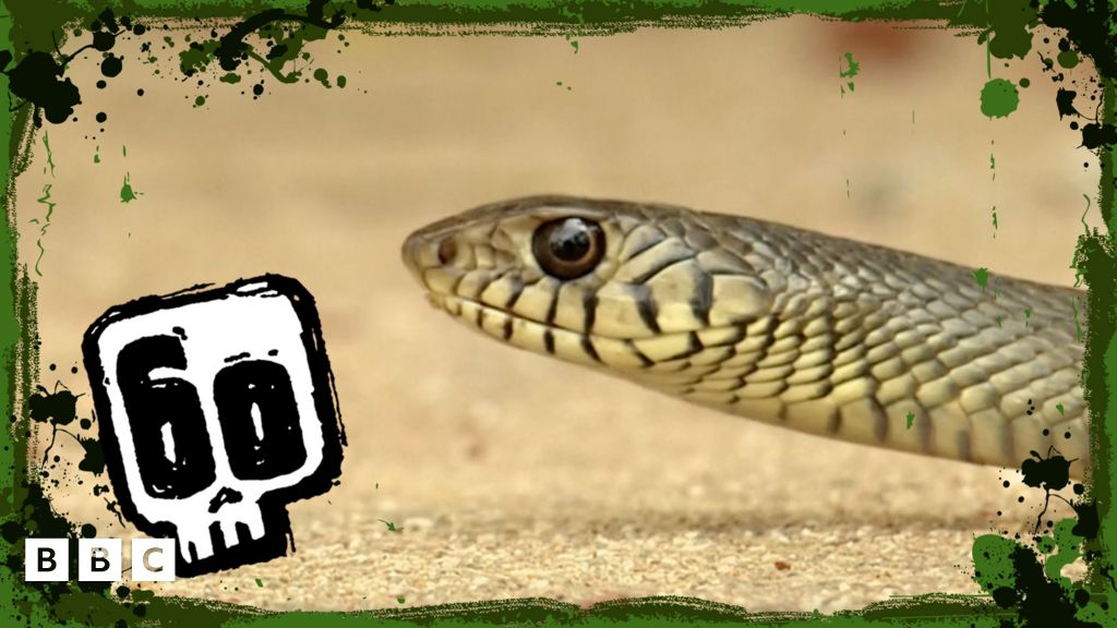 Steve tracks down a rat snake - CBBC