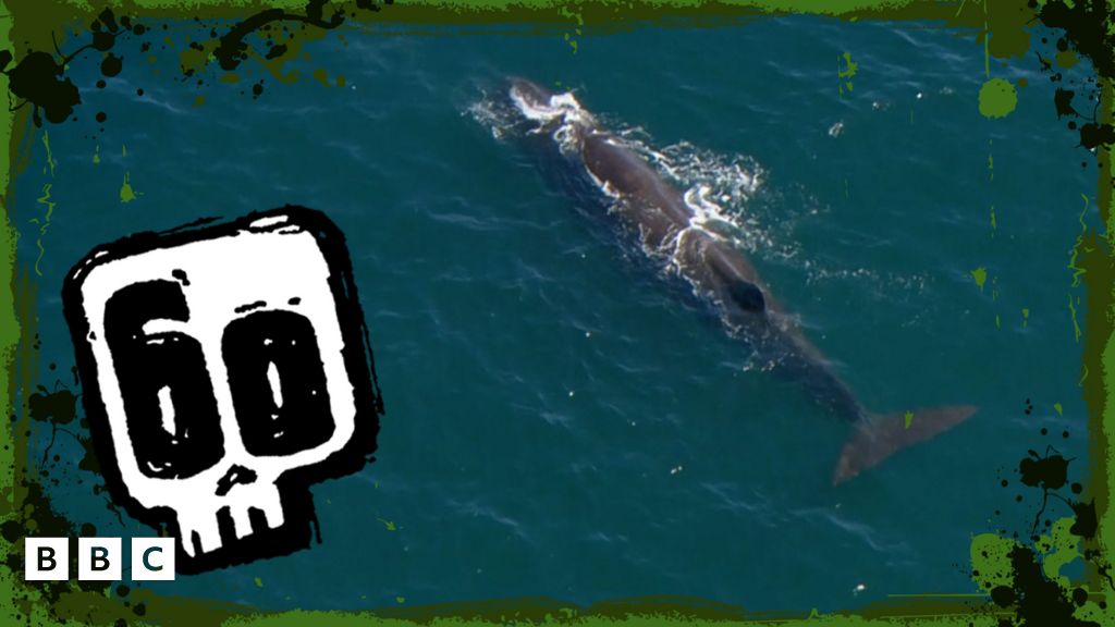 Whale watching from the sky - CBBC