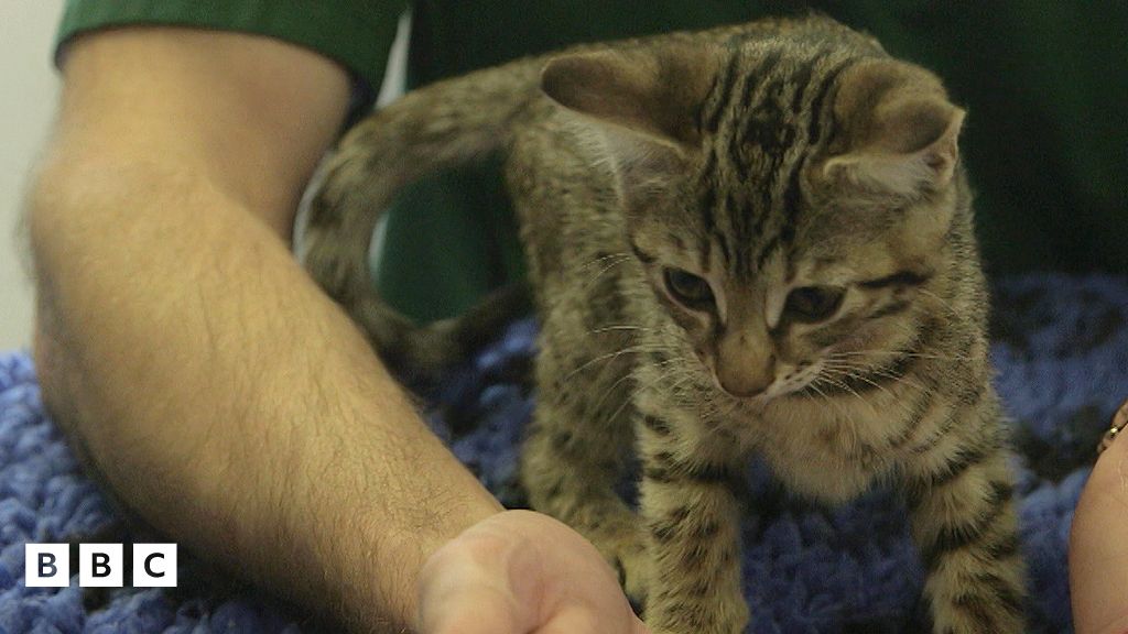 Keeping your kitten safe - CBBC