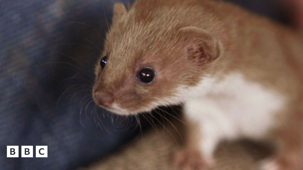 Which Feisty and Fearless Weasel Are You? - CBBC