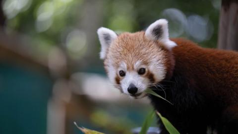 close-up-red-panda.
