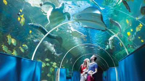 family-gazing-up-in-underwater-tunnel-at-sea-life-above.