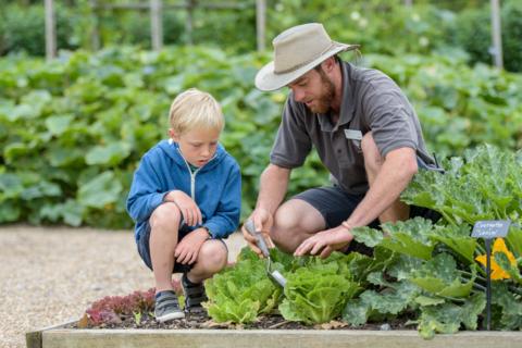 A gardener shows a child how to harvest lettuce at Hyde Hall