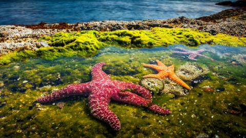 A photo of a rockpool, the bottom half of the photo is looking underwater.