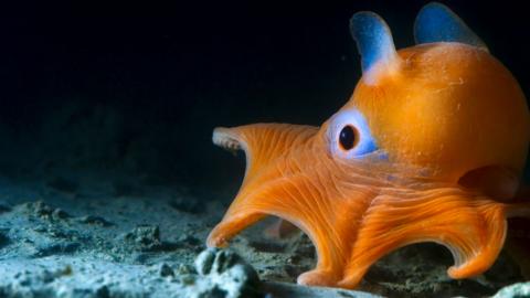 A flapjack octopus in the deep sea.