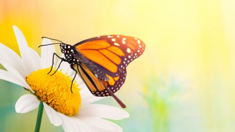 A butterfly on a daisy.