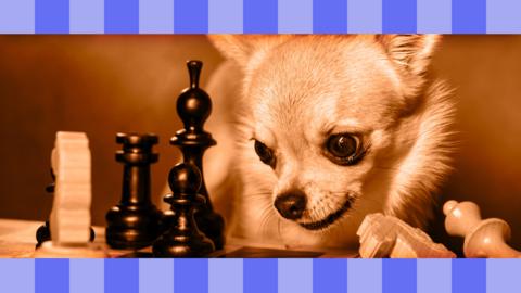 A small dog is playing chess