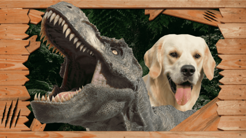 A dinosaur is bursting out of a wooden box with a golden Labrador behind it