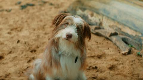 A brown and white dog is looking confused whilst sat on a beach