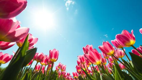 Pink tulips to represent the start of spring