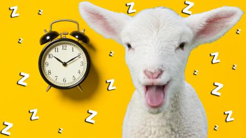 Lamb with its tongue out near an alarm clock and lots of 'z's.