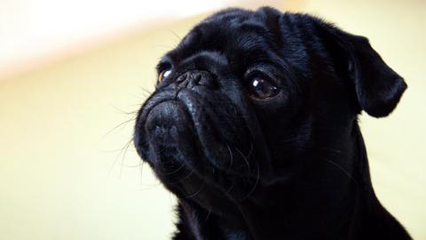 A Pug