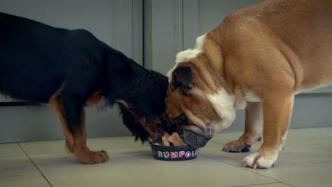 Two dogs eat out of a bowl with the words 'Rumpole' on it.