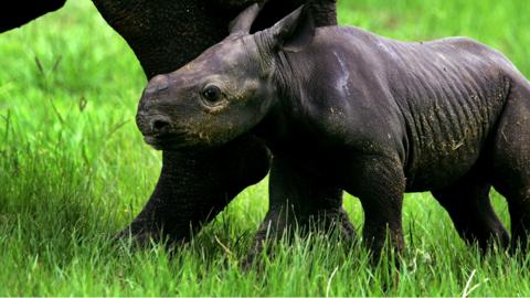 Baby rhino