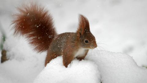 Red squirrel in the snow with hair standing up