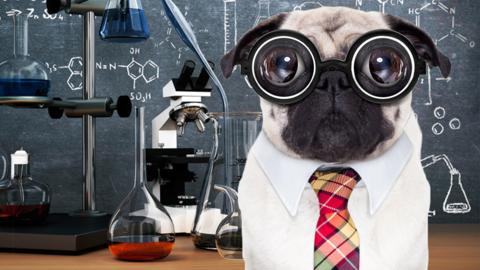 A pug wearing glasses in front of a table that has lots of science apparatus on it