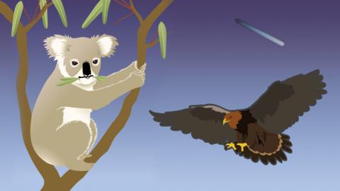 A Koala bear in a tree, and a flying Eagle.