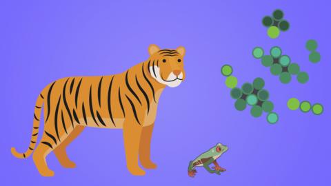 A tiger, frog, and fungus.