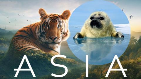 A large tiger blends into the side of a mountain in is edited photo, an image of a baby seal pup is circled next to it.