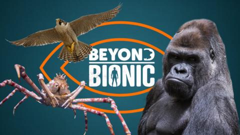 The Beyond Bionic logo with a peregrine falcon, Japanese spider crab and gorilla.