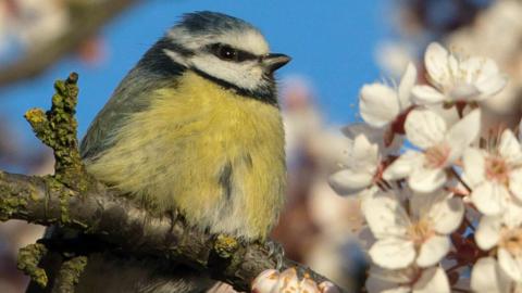 Blue Tit on a blossom tree