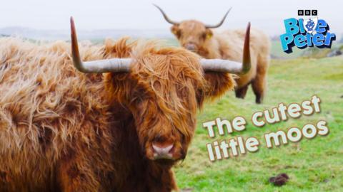 A scottish highland cow, it has long horns that extend out and then up in a right angle, it has very shaggy brown fur and is very cute.