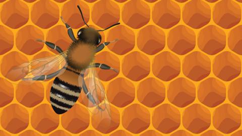 An illustrated honeybee on honeycomb