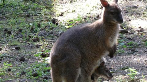 New Forest Wildlife Park - CBBC