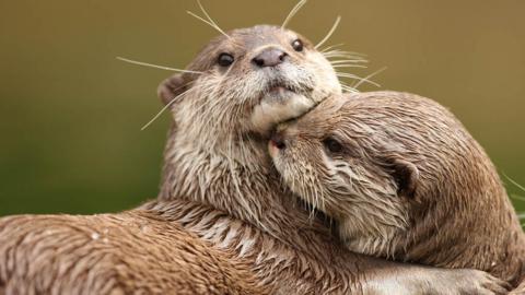 A happy looking otter.